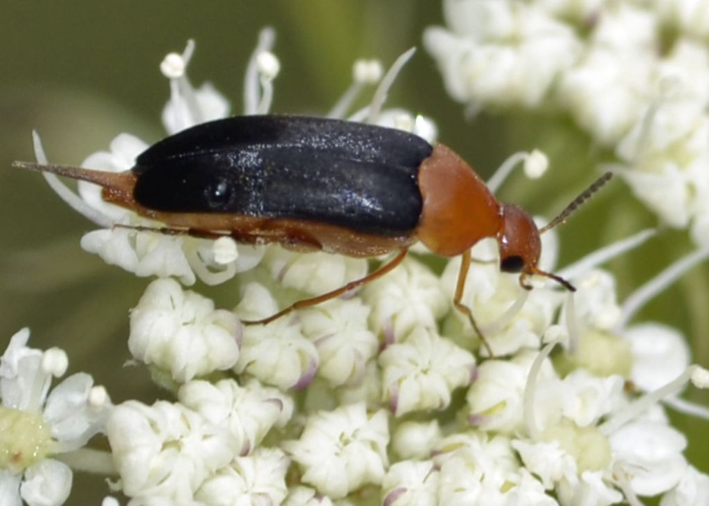 Mordellochroa milleri - (Mordellidae) nuova per l''Italia